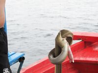 Ко Тао, троллинг и якорная ловля, макрель и морская качка на волне