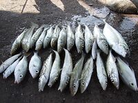 Пхукет, береговые снасти и поплавок, живец, скаты, схемы, советы