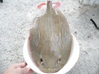 Пхукет, кухня рыбака, скат, два простых способа приготовления