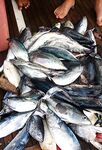 Пхукет и окрестности, планы выходов на морскую ловлю 4–15.12