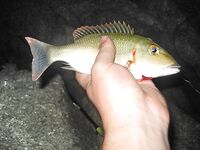 МОРСКАЯ РЫБАЛКА НА САМУИ: донка с кальмаром, Ламай, Ко Тао и мистер Чан