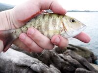 МОРСКАЯ РЫБАЛКА НА САМУИ: донка с кальмаром, Ламай, Ко Тао и мистер Чан