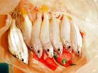 МОРСКАЯ РЫБАЛКА НА САМУИ: донка с кальмаром, Ламай, Ко Тао и мистер Чан