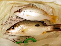 МОРСКАЯ РЫБАЛКА НА САМУИ: донка с кальмаром, Ламай, Ко Тао и мистер Чан