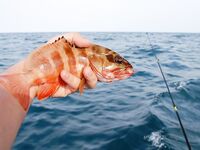 МОРСКАЯ РЫБАЛКА НА САМУИ: донка с кальмаром, Ламай, Ко Тао и мистер Чан