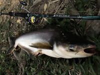 Морская рыбалка в Таиланде: Паттайя vs платники, сом и паку на поплавок