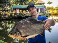 Морская рыбалка в Таиланде: Паттайя vs платники, сом и паку на поплавок