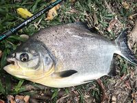 Морская рыбалка в Таиланде: Паттайя vs платники, сом и паку на поплавок