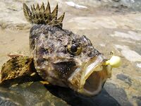 Анапа 2006, высокий берег: краб на крючке и скорпены для фотоархива