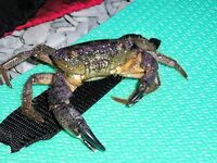 Анапа 2006, высокий берег: краб на крючке и скорпены для фотоархива