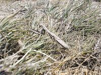 Анапа 2006, высокий берег: краб на крючке и скорпены для фотоархива