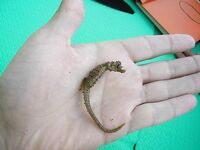 Анапа 2006, высокий берег: краб на крючке и скорпены для фотоархива