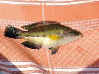 Анапа 2006, высокий берег: краб на крючке и скорпены для фотоархива