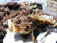 Анапа 2006, высокий берег: краб на крючке и скорпены для фотоархива