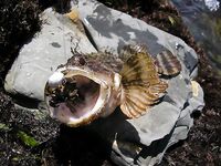 Анапа 2006, высокий берег: краб на крючке и скорпены для фотоархива