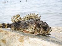 Анапа 2006, высокий берег: краб на крючке и скорпены для фотоархива