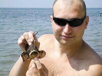 Анапа 2006, высокий берег: краб на крючке и скорпены для фотоархива