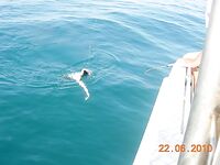 Витязево, морская лиса взята, выезд с Олежеком в море, фото из рейса