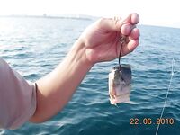 Витязево, морская лиса взята, выезд с Олежеком в море, фото из рейса