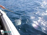 Морская рыбалка в Анапе, катер, лиса, голяк, глубины до 24 метров