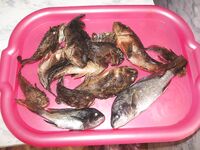 Анапа - спиннинг с мола, вечерние выходы, ставрида и бычок стабильно