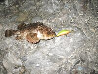 Высокий берег, Анапа: вечерний спиннинг, воблеры и отводной поводок