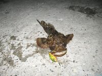 Высокий берег, Анапа: вечерний спиннинг, воблеры и отводной поводок