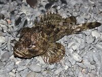 Элинги под Алуштой: ночами спиннинг, тиролька и богомол на крыше