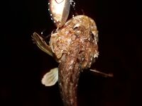 Элинги под Алуштой: ночами спиннинг, тиролька и богомол на крыше