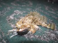 Элинги под Алуштой: ночами спиннинг, тиролька и богомол на крыше