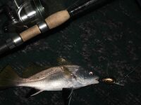 Элинги под Алуштой: ночами спиннинг, тиролька и богомол на крыше