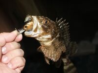 Элинги под Алуштой: ночами спиннинг, тиролька и богомол на крыше