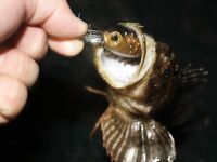 Элинги под Алуштой: ночами спиннинг, тиролька и богомол на крыше