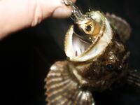 Элинги под Алуштой: ночами спиннинг, тиролька и богомол на крыше