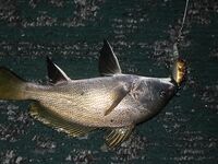 Элинги под Алуштой: ночами спиннинг, тиролька и богомол на крыше