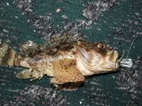 Элинги под Алуштой: ночами спиннинг, тиролька и богомол на крыше