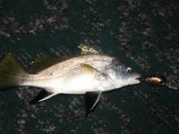 Элинги под Алуштой: ночами спиннинг, тиролька и богомол на крыше