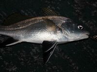 Элинги под Алуштой: ночами спиннинг, тиролька и богомол на крыше