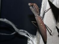 Элинги под Алуштой: ночами спиннинг, тиролька и богомол на крыше