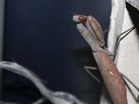 Элинги под Алуштой: ночами спиннинг, тиролька и богомол на крыше