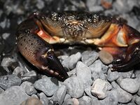 Элинги под Алуштой: ночами спиннинг, тиролька и богомол на крыше