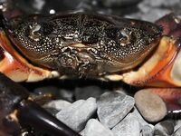 Элинги под Алуштой: ночами спиннинг, тиролька и богомол на крыше