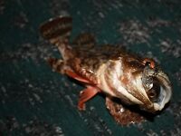 Алушта, ночной спиннинг: горбыль, морской дракон и жарка на гриле