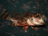 Алушта, ночной спиннинг: горбыль, морской дракон и жарка на гриле