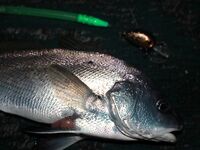 Алушта, ночной спиннинг: горбыль, морской дракон и жарка на гриле