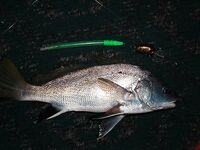 Алушта, ночной спиннинг: горбыль, морской дракон и жарка на гриле