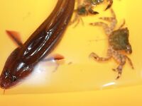 Меганом: палатки, нырялка и гавайка, спиннинг сложнее в траве