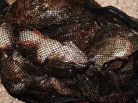 Меганом: палатки, нырялка и гавайка, спиннинг сложнее в траве