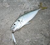 Меганом: дополнил тему снимками, чутка по ветру и про точки