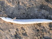 Меганом: дополнил тему снимками, чутка по ветру и про точки